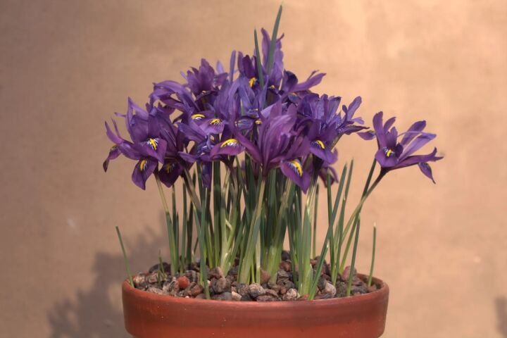 Iris reticulata