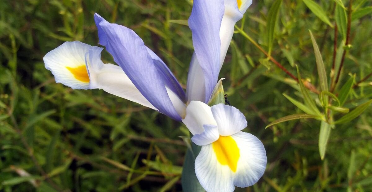 Kosatec španielsky (Iris xiphium) – fotografia rastliny
