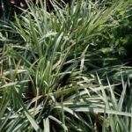 Kosatec vodný (Iris laevigata) – fotografia rastliny