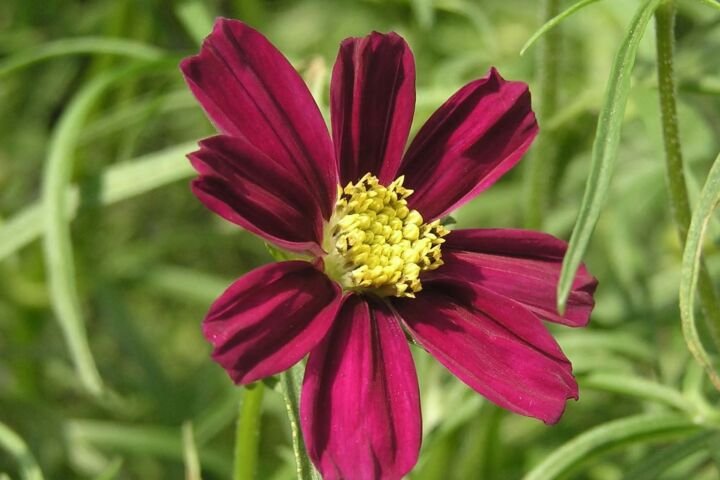 Cosmos 'Daydream'