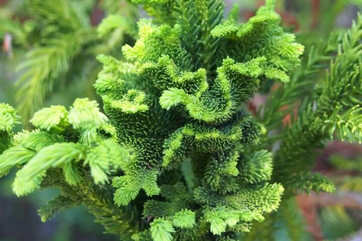 Cryptomeria japonica