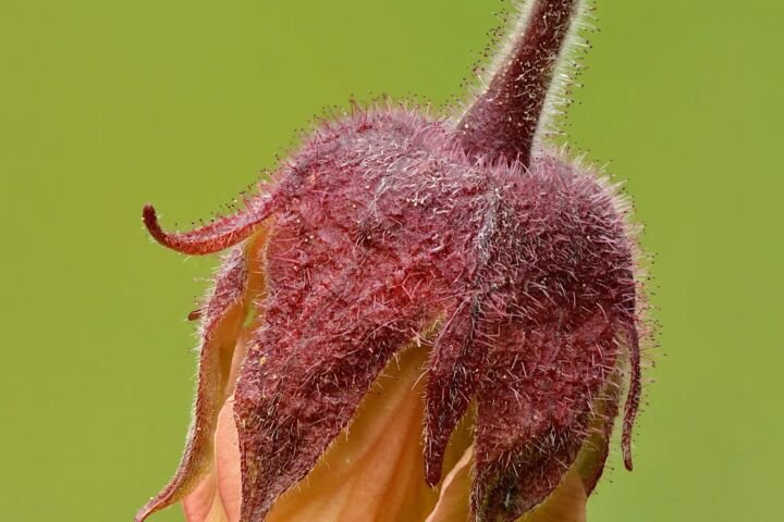 Geum rivale