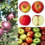 Kultur-Apfel (Malus domestica) – Pflanzenfoto
