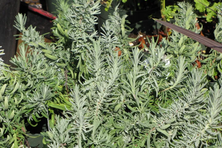 Lavenders