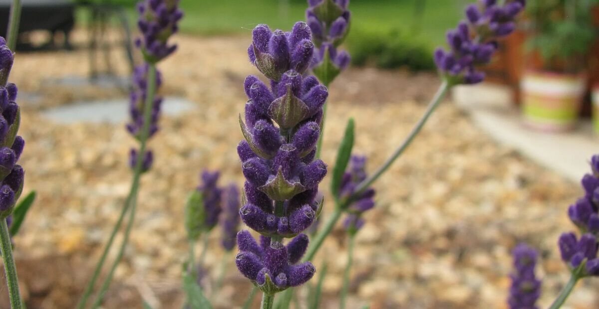 Lavandula angustifolia 'Hidcote Blue' – fotografia rastliny