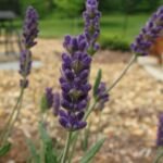 Lavandula angustifolia 'Hidcote Blue' – fotografia rastliny