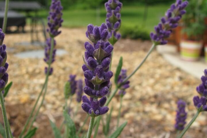 Lavandula angustifolia 'Hidcote Blue'