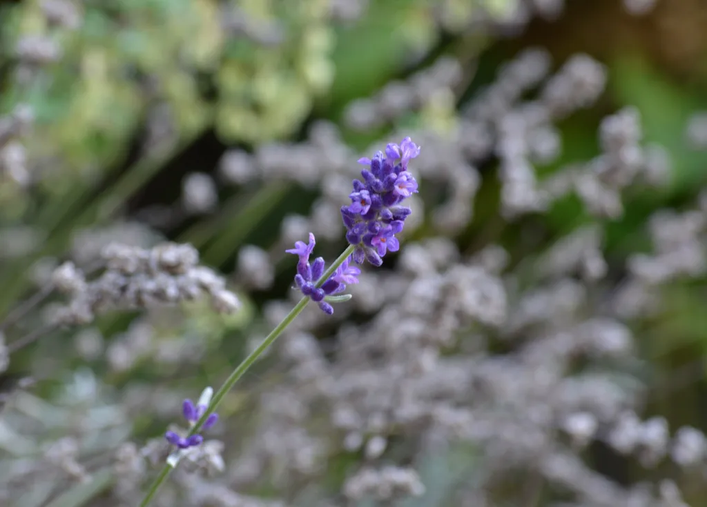 Lavandula angustifolia 'Hidcote Blue' – typický vzhľad, fotografia rastliny