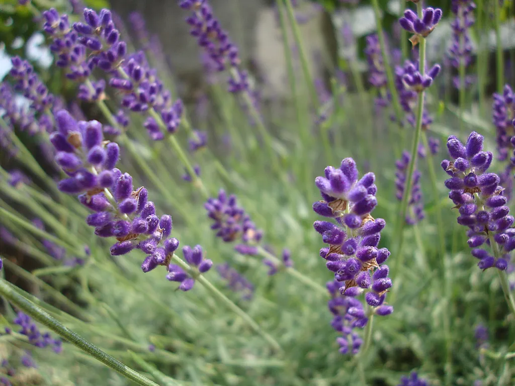 Lavandula angustifolia 'Hidcote Blue' – typický vzhľad, fotografia rastliny