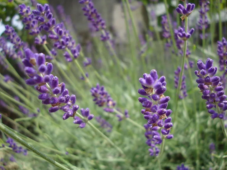 Hidcote Blue (Lavandula angustifolia ‘Hidcote Blue’) (Lavandula angustifolia 'Hidcote