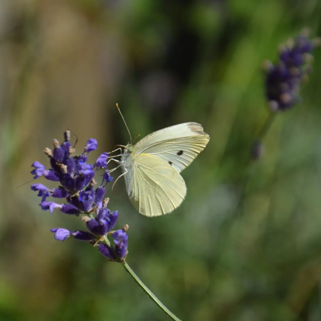 Lavandula angustifolia 'Hidcote Blue' – typický vzhľad, fotografia rastliny