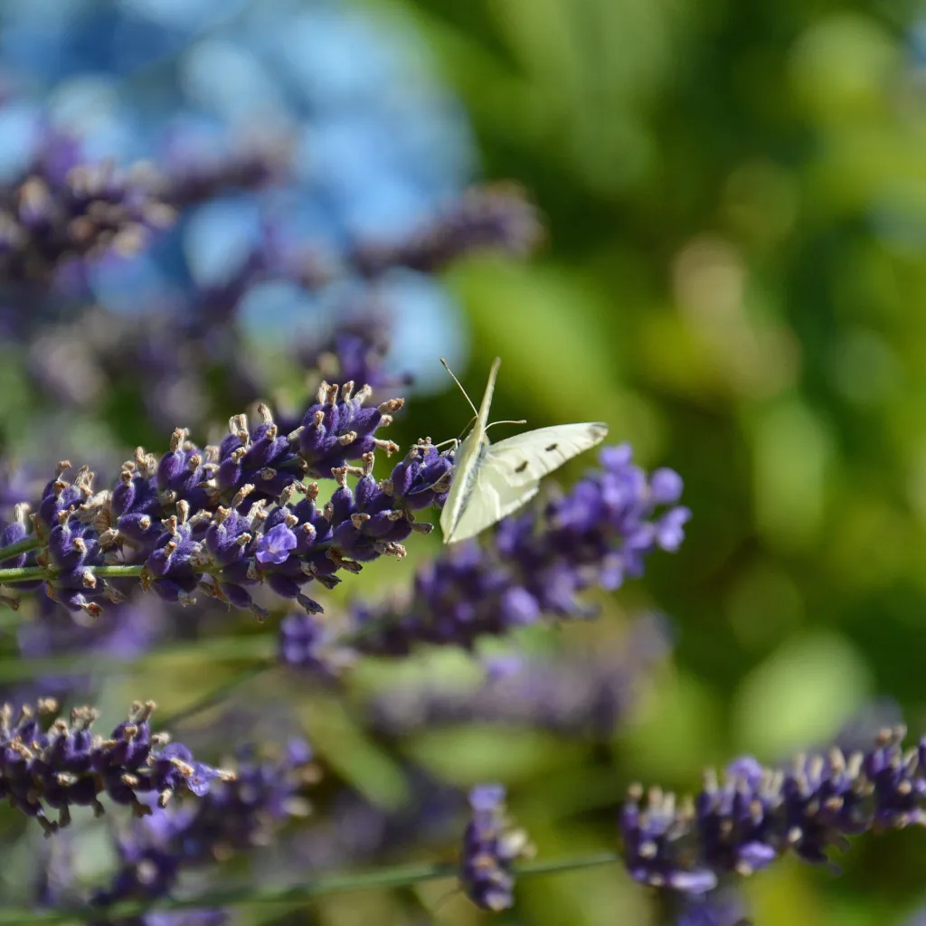 Lavandula angustifolia 'Hidcote Blue' – typický vzhľad, fotografia rastliny