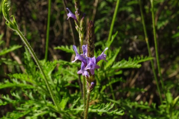 Lavandula canariensis