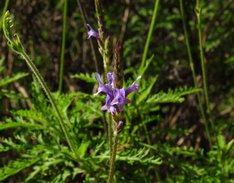 Lavandula canariensis – Pflanzenfoto