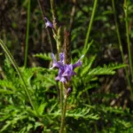 Canary Island Lavender (Lavandula canariensis) – plant photo