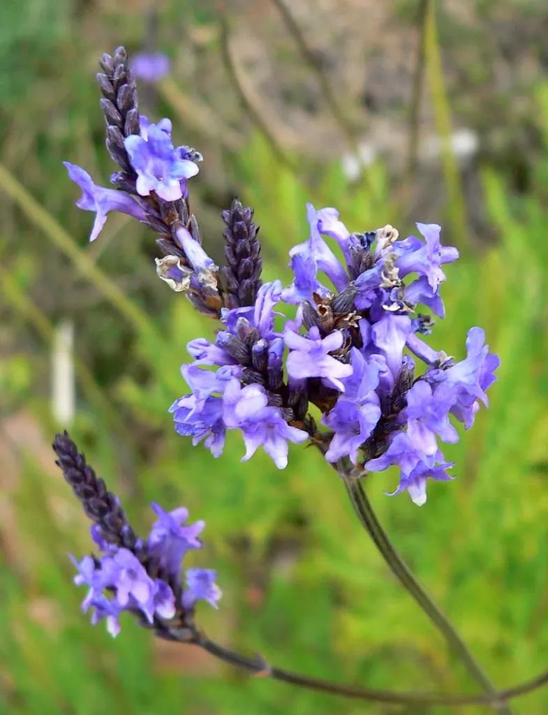 Lavandula canariensis – in a garden setting, plant photo