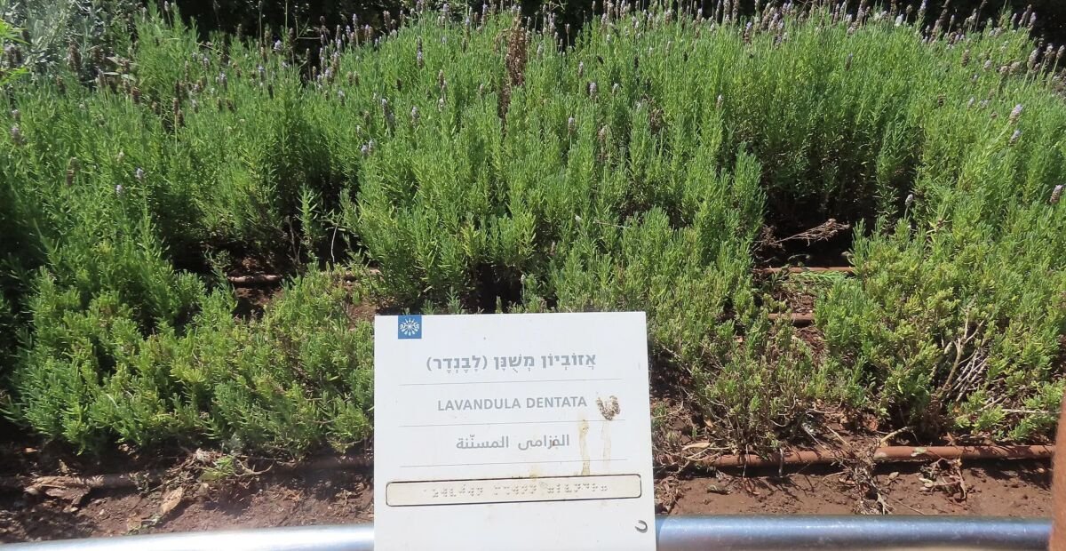 Lavandula dentata – Pflanzenfoto
