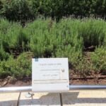 Lavandula dentata – zdjęcie rośliny
