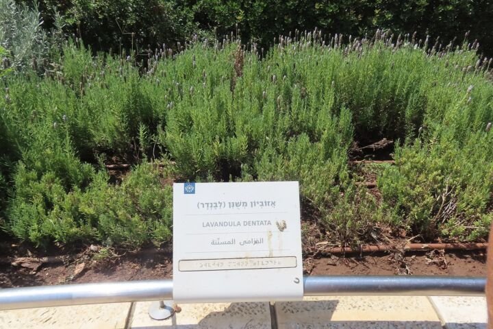 Lavandula dentata