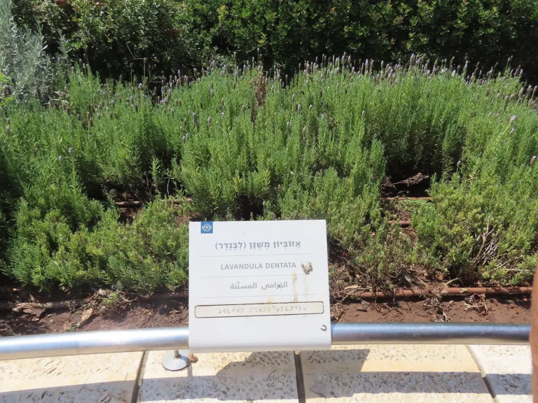 Lavandula dentata care guide (Lavandula dentata) – plant photo