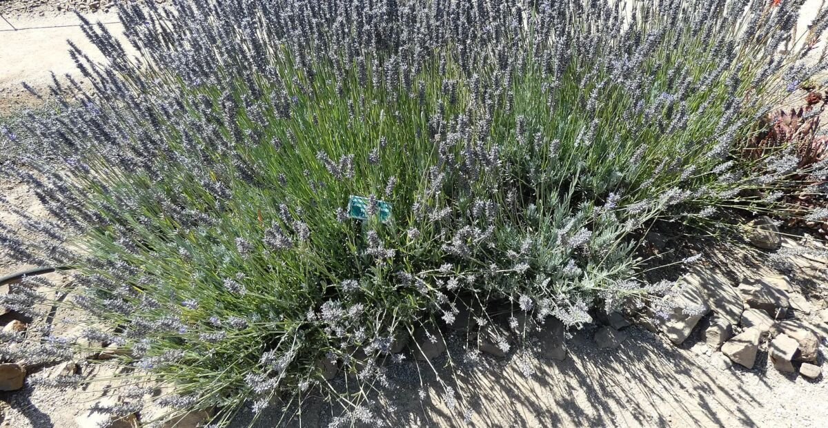 Lavandula intermedia – plant photo