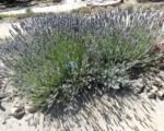 Lavandula intermedia – uprawa i pielęgnacja lawandynu