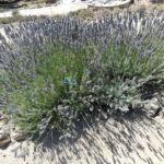 Lavandula intermedia – zdjęcie rośliny
