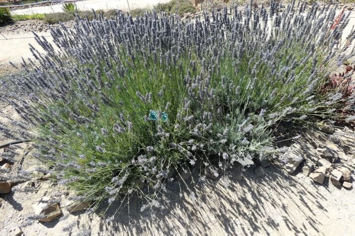 Lavandula intermedia