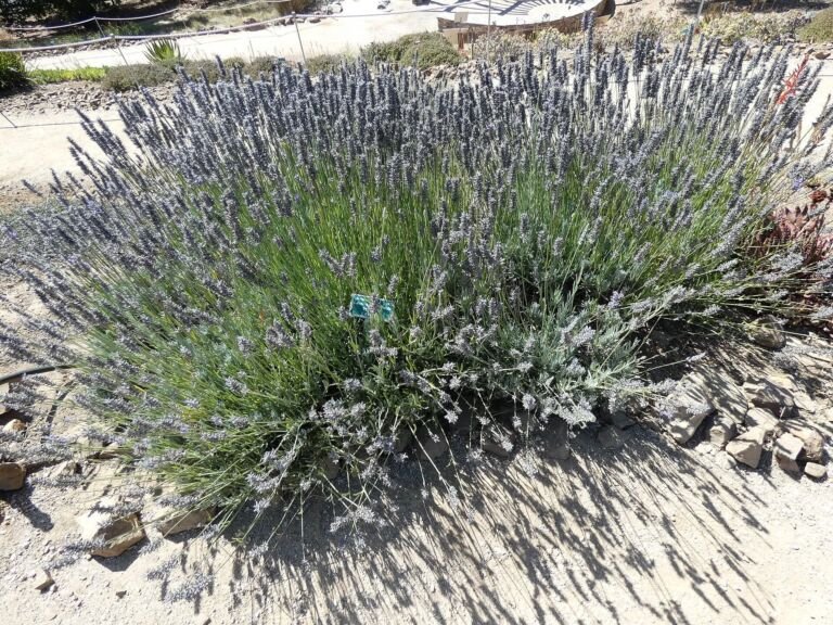 Lavandula intermedia – zdjęcie rośliny