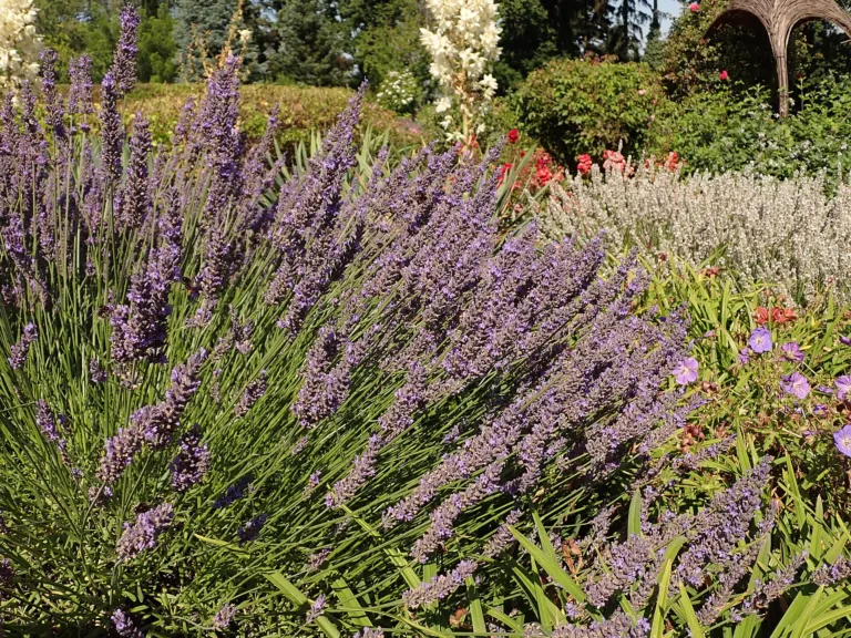Lavandula intermedia care guide (Lavandula intermedia) – characteristic appearance, plant photo