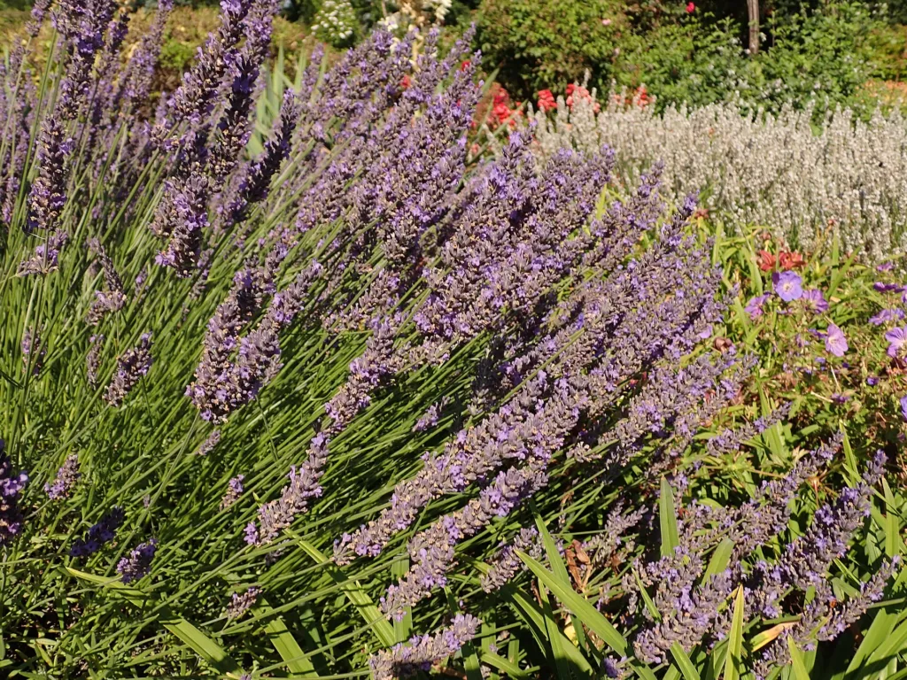 Lavandula intermedia – typický vzhľad, fotografia rastliny