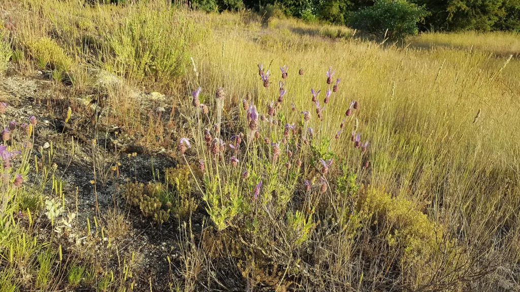 levanduľa (Lavandula pedunculata) – typický vzhľad, fotografia rastliny