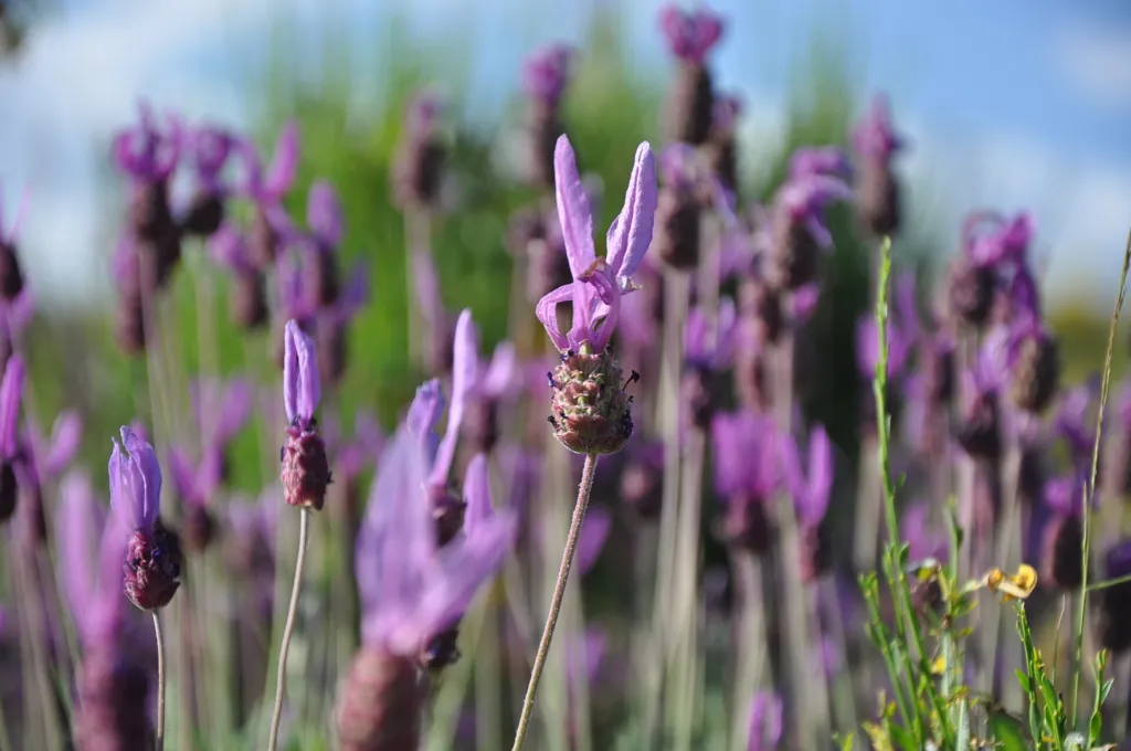 levanduľa (Lavandula pedunculata) – typický vzhľad, fotografia rastliny