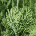 Lavandula pinnata – fotografia rastliny