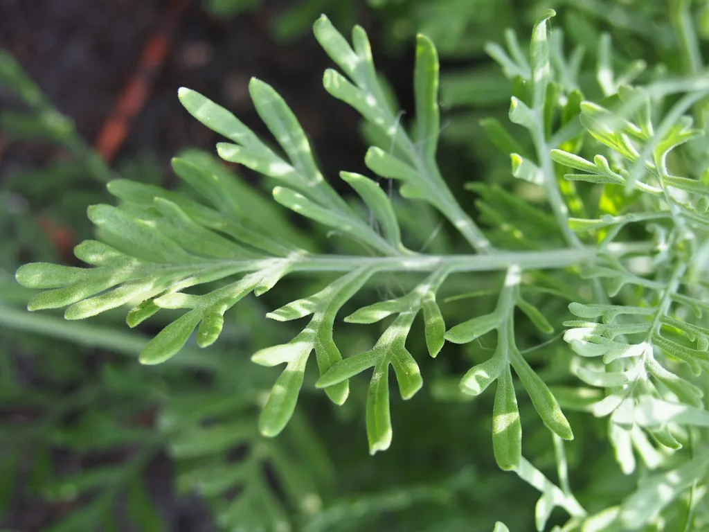Lawenda pierzasta (Lavandula pinnata) – in a garden setting, plant photo