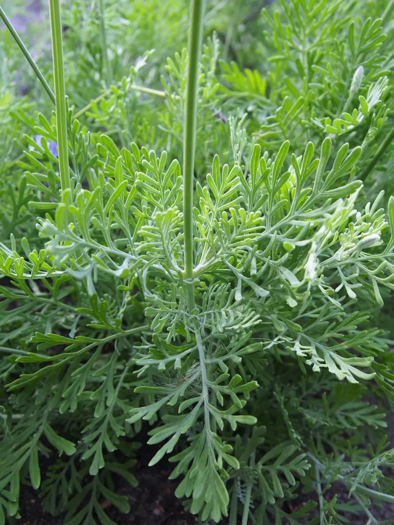 Lawenda pierzasta (Lavandula pinnata) – in a garden setting, plant photo