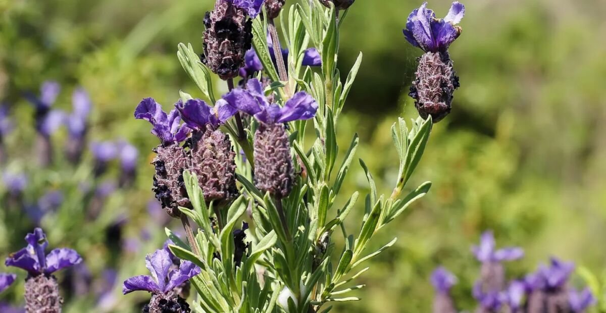 Lavandula stoechas – fotografia rastliny