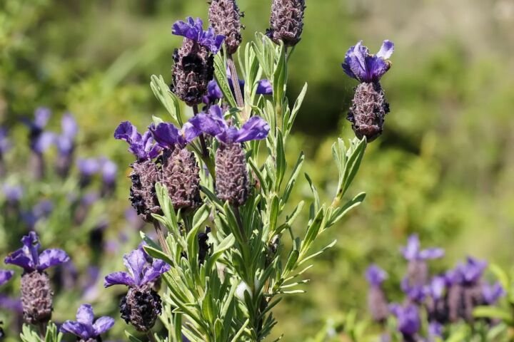 Lavandula stoechas