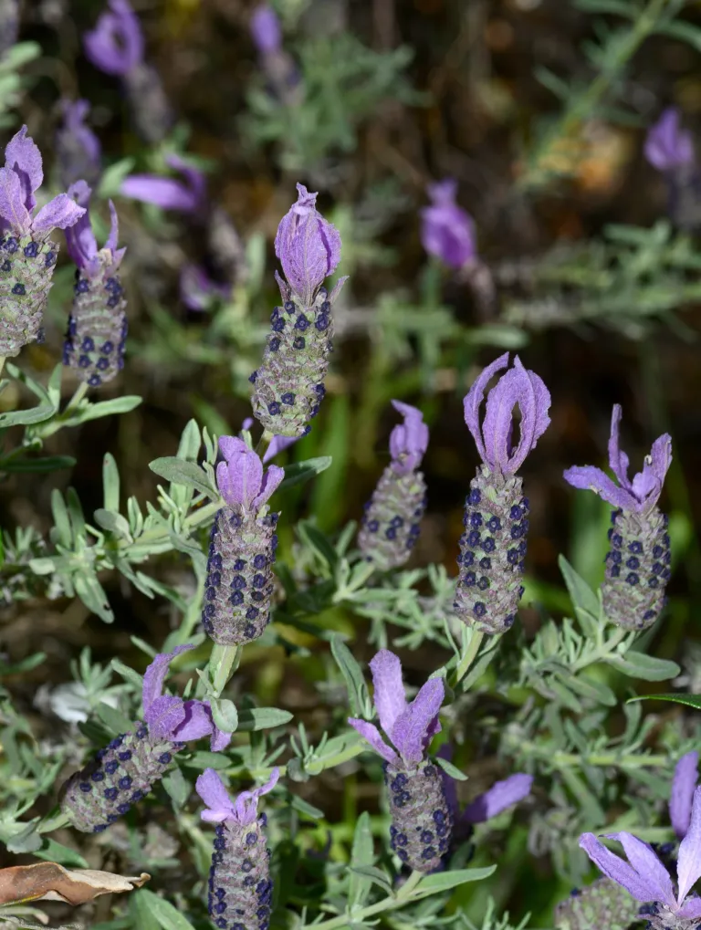 stickadove (Lavandula stoechas) – flowers in close-up, plant photo