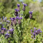 stickadove (Lavandula stoechas) – plant photo