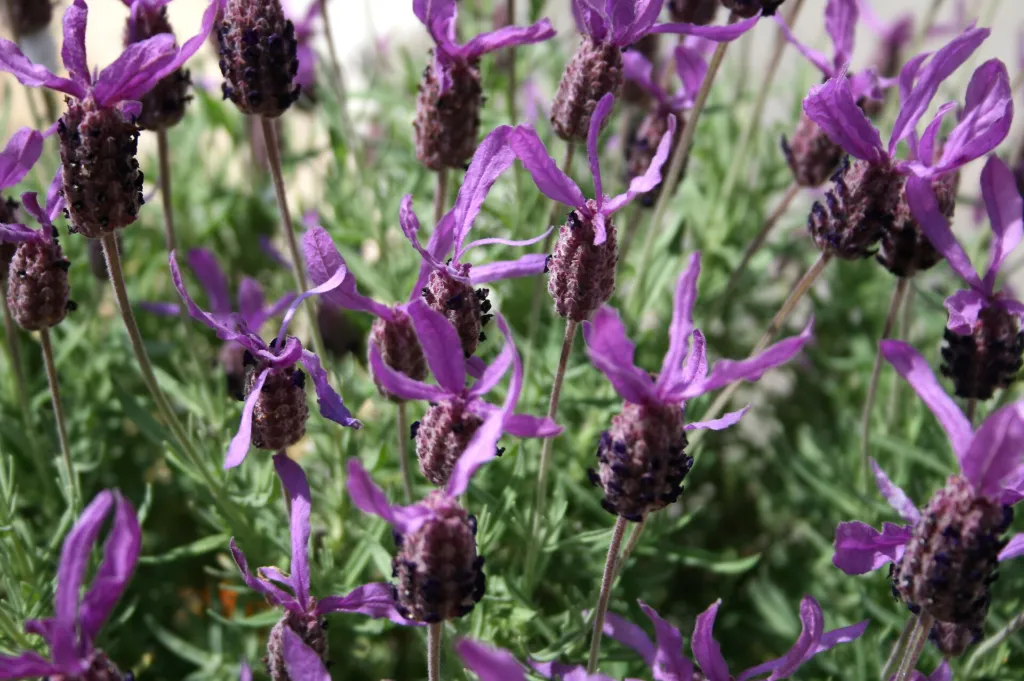 lawenda francuska (Lavandula stoechas) – natural growth habit, plant photo