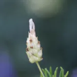 green lavender or white lavende (Lavandula viridis) – plant photo