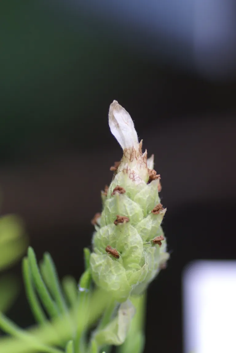 green lavender or white lavende (Lavandula viridis) – in a garden setting, plant photo