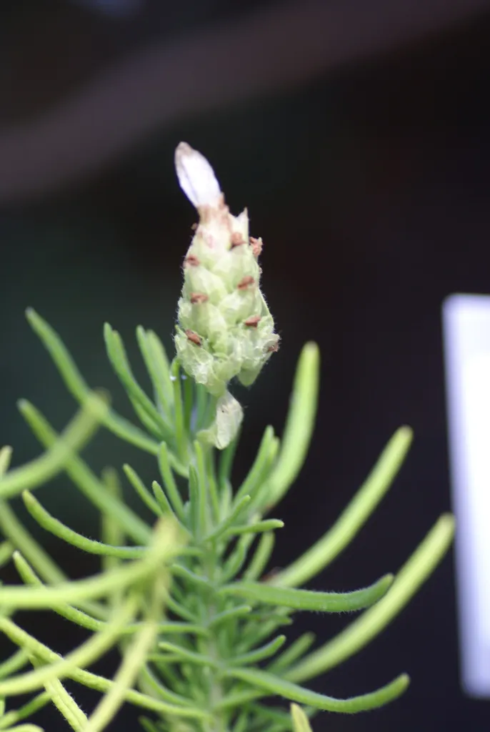 lawenda zielona (Lavandula viridis) – in a garden setting, plant photo