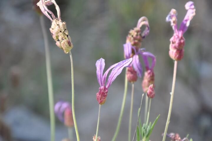 Lavandula pedunculata