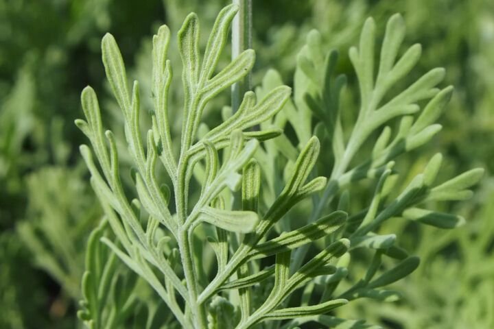 Lavandula pinnata