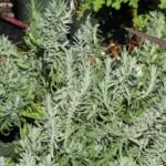 lawenda wąskolistna (Lavandula angustifolia) – zdjęcie rośliny