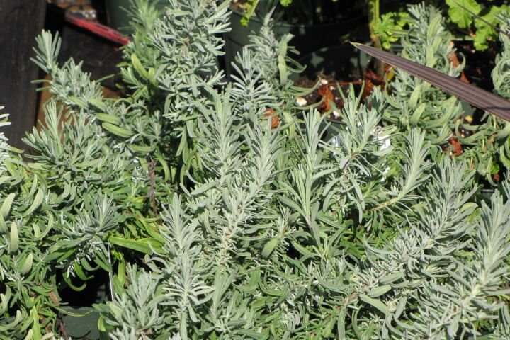 Lavandula angustifolia