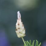 lawenda zielona (Lavandula viridis) – zdjęcie rośliny
