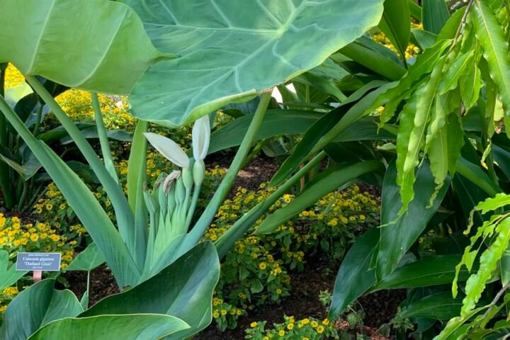 Leucocasia 'Gigantea'